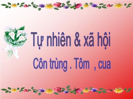 Bài giảng Tự nhiên & xã hội Lớp 3 - Bài: Côn trùng. Tôm, cua